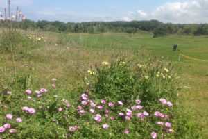 La pineta e il golf ai suoi bordi.